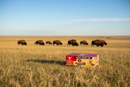 The Buffalo Co: Buffalo Ears Dog Treats | 100% Natural | Min 5" Long | 20 Box