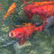Tetra Pond Variety, 3in1 Different Fish Food Sticks for All Pond Fish, 25 Litre