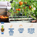 Phostrogen Organic Tomato Food, 1L - Seaweed Enriched