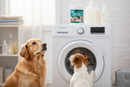 HG Pet Hair Dissolver, Pet Friendly & Washing Machine Safe | 1 x 500g