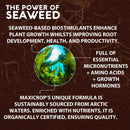 Maxicrop Original Seaweed Extract Organic Plant Growth Stimulant 2.5L