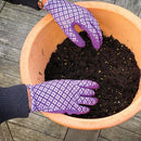 Miracle-Gro Premium All Purpose Continuous Release Plant Food, 2kg