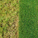 Miracle-Gro Evergreen Complete 4-In-1 Lawn Food - 200 M2