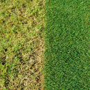 Miracle-Gro Healthy Lawn Food | Green in a Week | 80m2