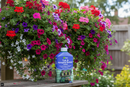 Vitax Tub & Hanging Basket Feed | 1 x  1 Litre