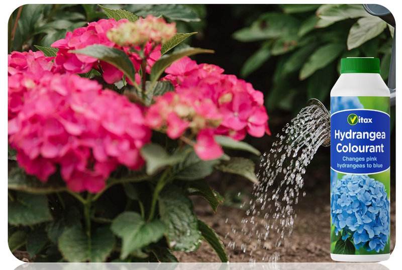 Vitax Hydrangea Colourant Changes Pink To Blue 500g