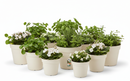 Elho Green Basics Grow Pot 13cm COTTON WHITE