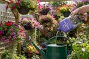 Vitax Tub & Hanging Basket Feed | 1 x  1 Litre