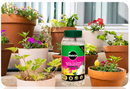 Miracle-Gro Premium Azalea, Camellia & Rhododendron Continuous Release Plant Food 900g