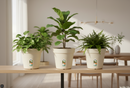 Elho Green Basics Grow Pot 13cm COTTON WHITE