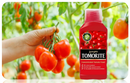 Levington Tomorite Concentrated Tomato Food 1 Litre + 20%