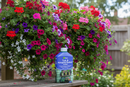 Vitax Tub & Hanging Basket Feed | 1 x  1 Litre