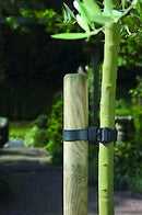 Apollo Gardening Ltd 18" Buckle Tree Ties 2Pk 75916