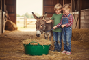 Red Gorilla Tubtrug | Green | Shallow | 15L Capacity