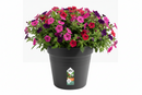 Elho Green Basics Grow Pot 13cm LIVING BLACK