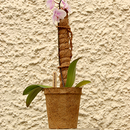 Moss Pole | Coir Grow Pole 120 Cm | Plant Support