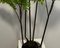 Fixtures Artificial Green Fern Tree 125cm