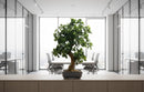 Fixtures Artificial Green Polyscias Tree 80cm