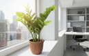 Fixtures Artificial Green Zamioculcas Zamiifolia Tree 50cm