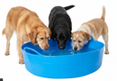 Red Gorilla / Tubtrugs | Shallow 35L | Blue | Flexible Wide Tubs
