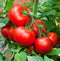 Vitax Liquid Tomato Feed 2 Litre