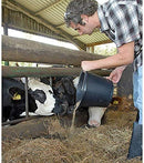 Janit-X Builders, Gardeners Buckets Black 14L Capacity - UK BUSINESS SUPPLIES