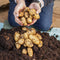 Vitax Organic Potato Fertiliser 4.5KG Tub - UK BUSINESS SUPPLIES