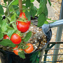 Levington Tomorite With Seaweed Extract 1.0L Plus 30% Extra - UK BUSINESS SUPPLIES