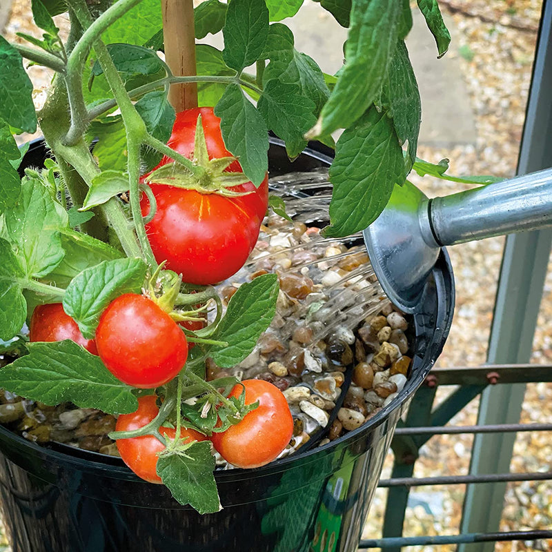 Levington Tomorite With Seaweed Extract 1.0L Plus 30% Extra - UK BUSINESS SUPPLIES