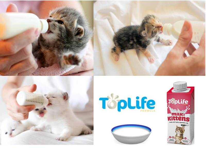 Top life kitten sales milk