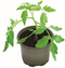 Garland Biodegradable Growing Pots Pack 5, 12cm - UK BUSINESS SUPPLIES