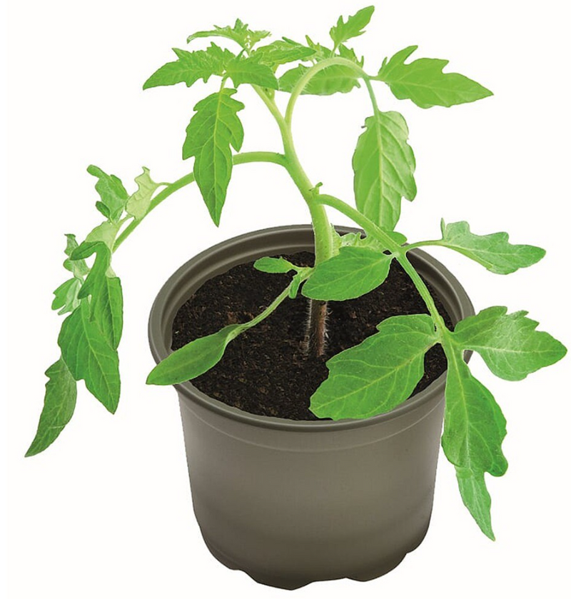 large biodegradable plant pots uk Garland Biodegradable Growing Pots Pack 5, 12cm