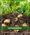 Vitax Organic Potato Fertiliser 1kg - UK BUSINESS SUPPLIES