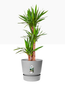 Elho Greenville Round Pot & Base LIVING CONCRETE 30cm - UK BUSINESS SUPPLIES