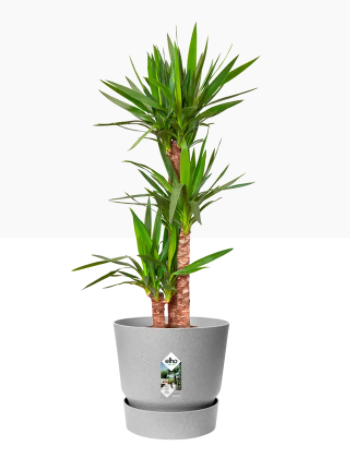 Elho Greenville Round Pot & Base LIVING CONCRETE 30cm - UK BUSINESS SUPPLIES