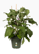 Elho Green Basics Grow Pot 19cm LEAF GREEN - UK BUSINESS SUPPLIES