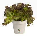 Elho Green Basics Growpot , Cotton White 19cm - UK BUSINESS SUPPLIES