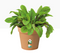 Elho Green Basics Grow Pot 13cm TERRACOTTA - UK BUSINESS SUPPLIES