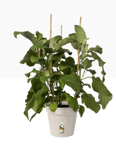 Elho Green Basics Growpot , Cotton White 19cm - UK BUSINESS SUPPLIES