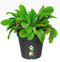 Elho Green Basics Grow Pot 13cm LIVING BLACK - UK BUSINESS SUPPLIES