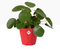 Elho b.For Rock Contemporary Plant Pots 14cm BRILLIANT RED - UK BUSINESS SUPPLIES