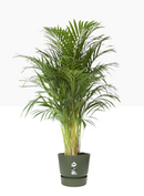 Elho Greenville Round Pot & Base LEAF GREEN 40cm - UK BUSINESS SUPPLIES