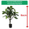 Fixtures Artificial Green Ficus Iyrata Tree 80cm - UK BUSINESS SUPPLIES