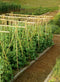 Bamboo Garden Cane by Fixtures 90cm Pack 10-50 pack - UK BUSINESS SUPPLIES